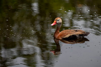 Wildlife May 2022